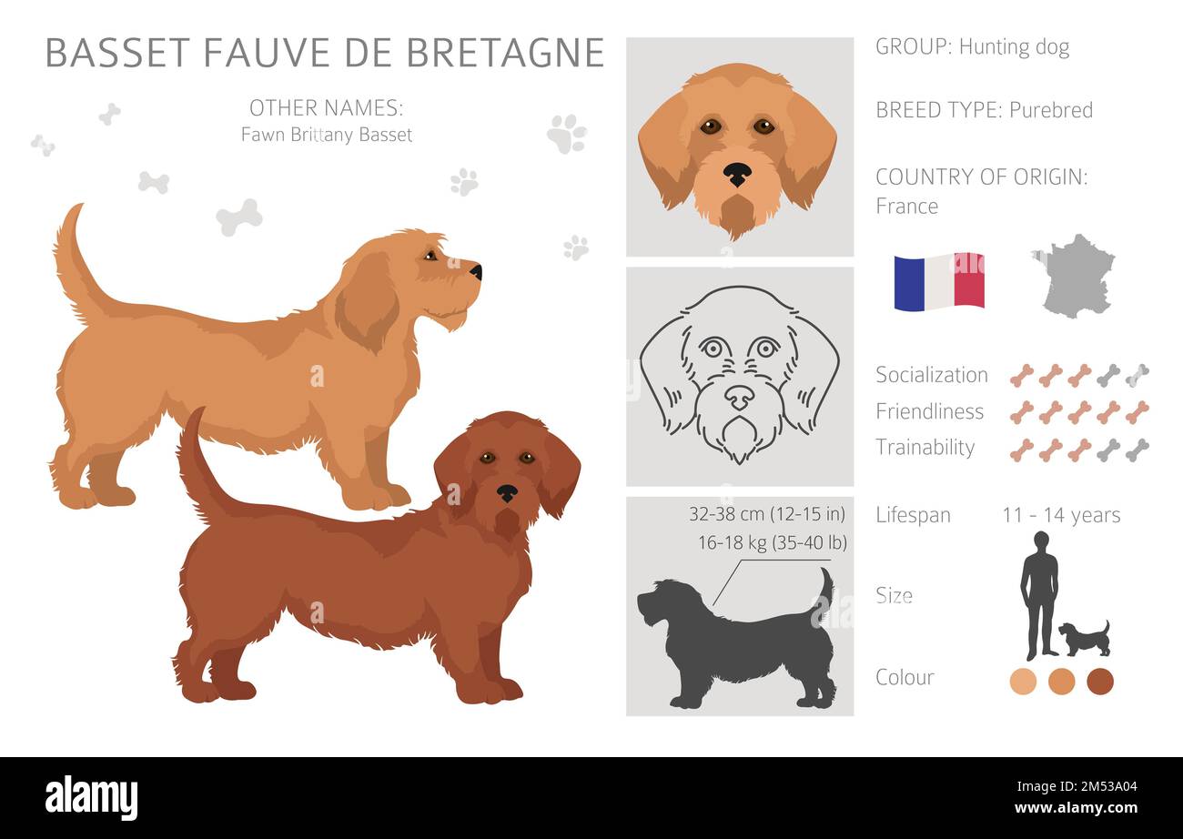 Are Griffon Fauve De Bretagne Puppies Lazy