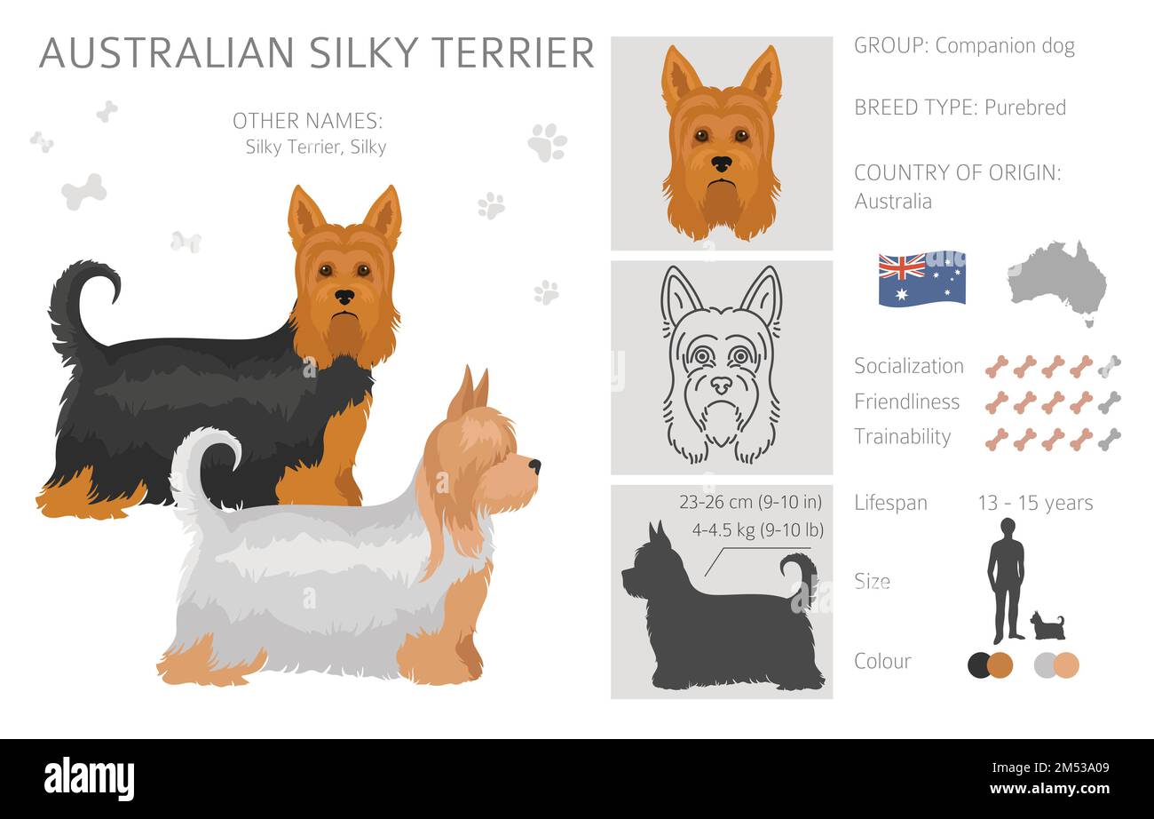 Australian silky terrier all colours clipart. Different coat colors and poses set.  Vector illustration Stock Vector