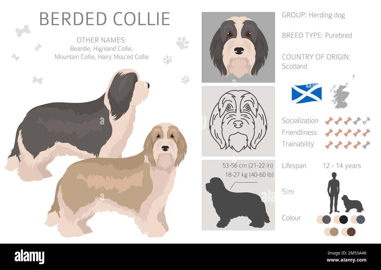 Bearded Collie dog clipart. All coat colors set.  Different position. All dog breeds characteristics infographic. Vector illustration Stock Vector