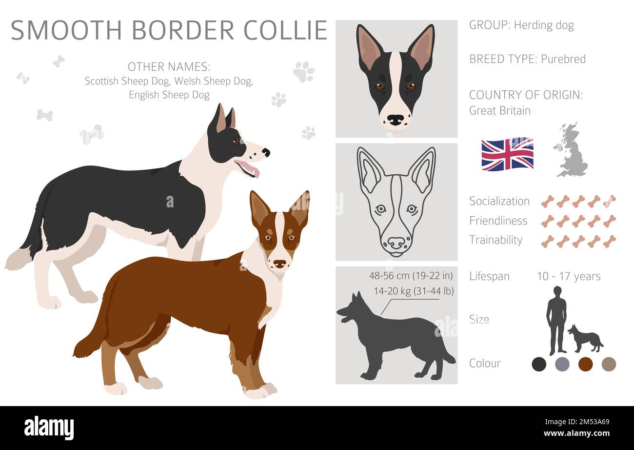 Smooth border collie clipart. Different poses, coat colors set. Vector