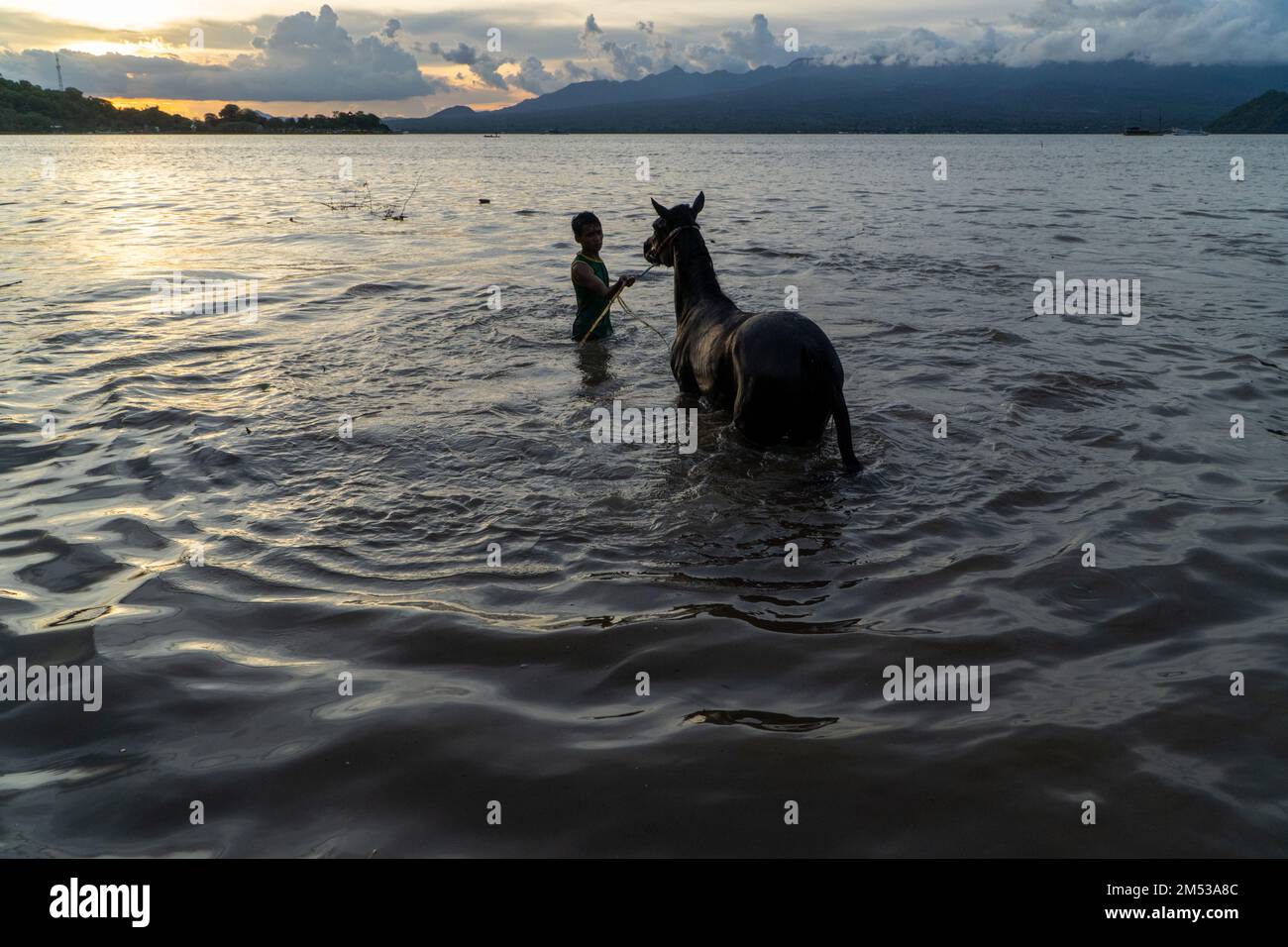 At sunset, a silhouettes of horse jockey cleaning racehorses on Lariti Beach, Bima district, West Nusa Tenggara. Bathing horses in sea water is though Stock Photo