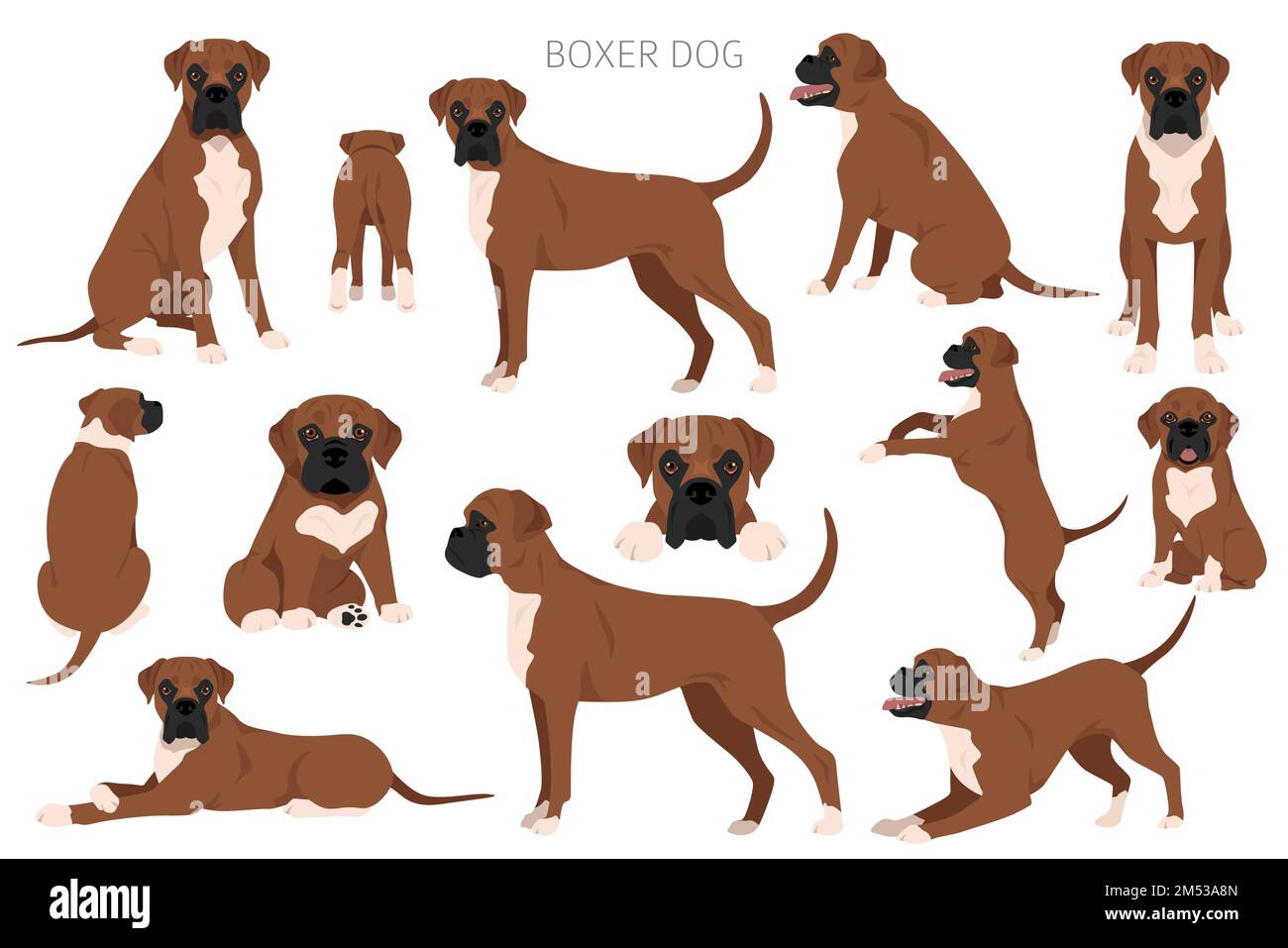 Boxer dog clipart. All coat colors set. Different position. All dog