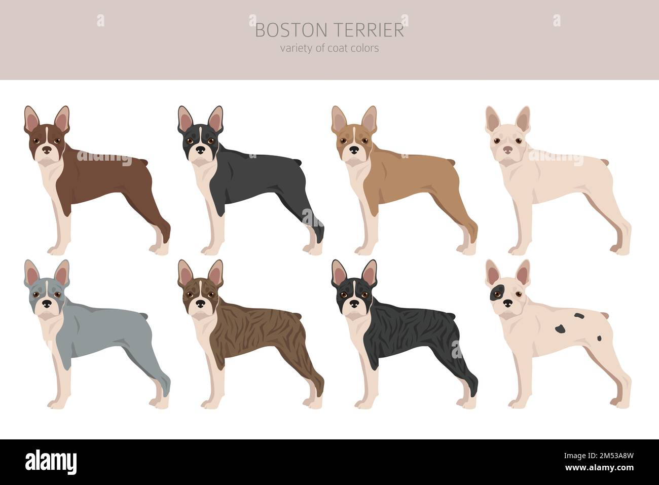 Boston Terrier dog clipart. All coat colors set.  Different position. All dog breeds characteristics infographic. Vector illustration Stock Vector