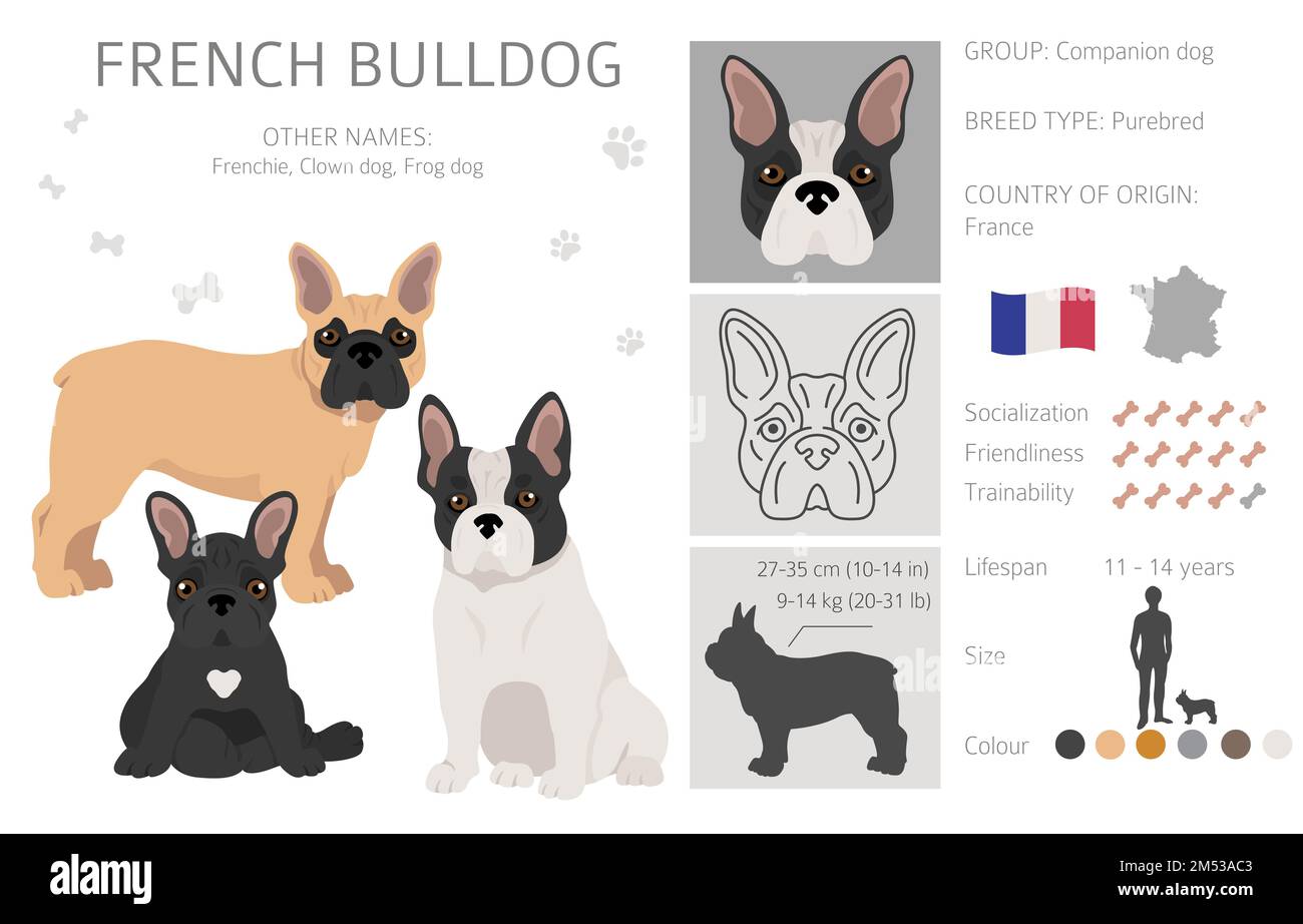 French bulldog. Different varieties of coat color dog set.  Vector illustration Stock Vector