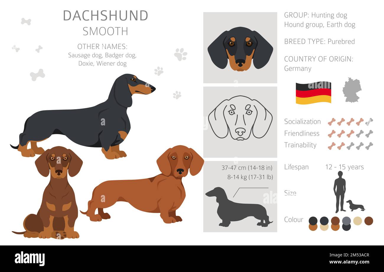Dachshund short haired clipart. Different poses, coat colors set.  Vector illustration Stock Vector
