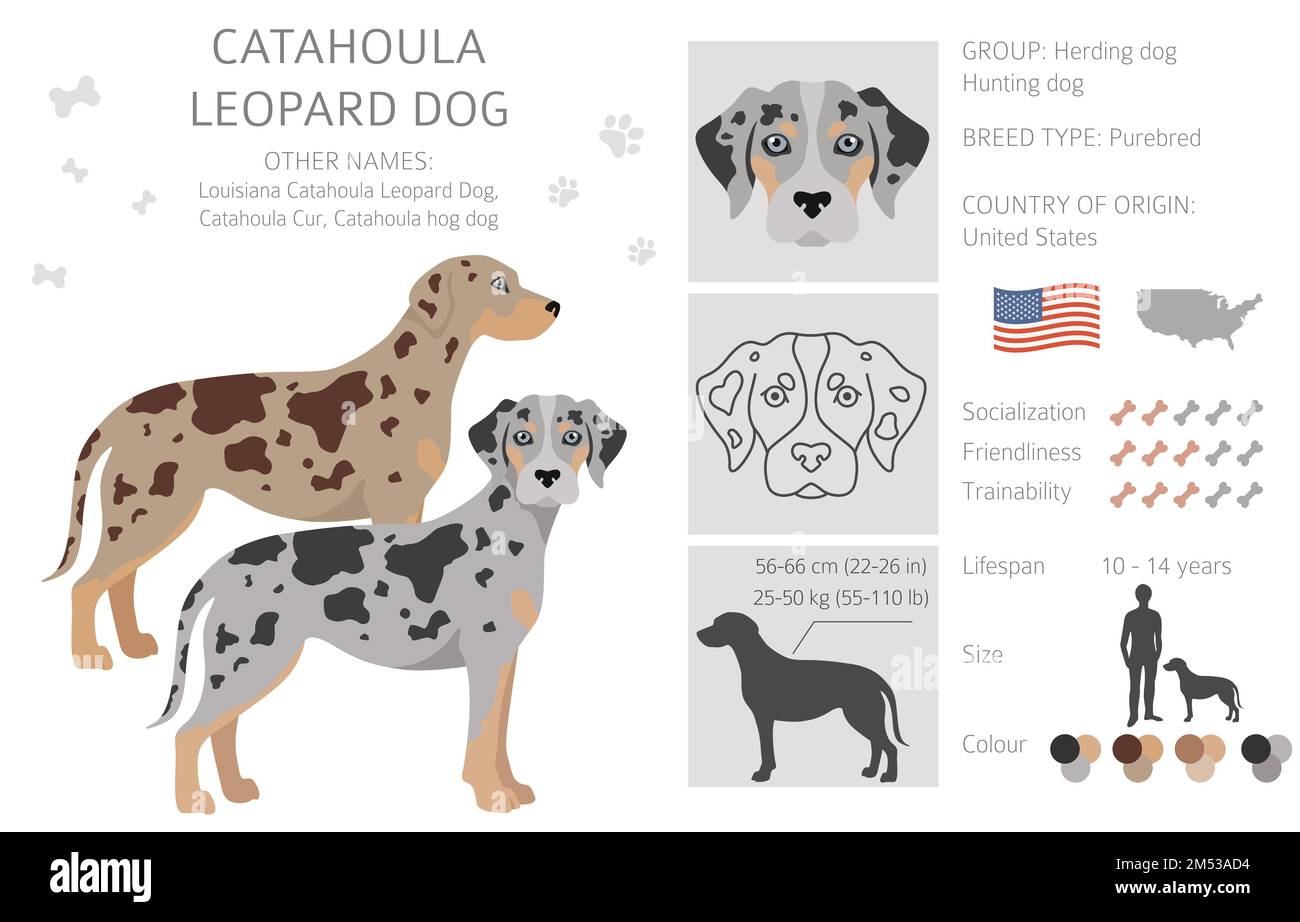 Catahoula leopard dog clipart. Different poses, coat colors set. Vector