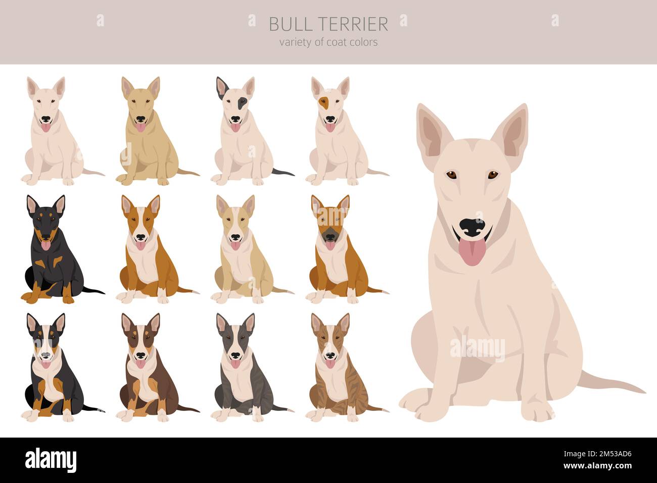 Bull terrier clipart. All coat colors set. Different position. All dog  breeds characteristics infographic. Vector illustration Stock Vector Image  & Art - Alamy