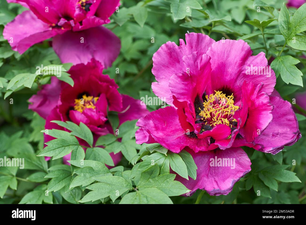 Blooming peony flower. Pink peony on a background of green foliage ...