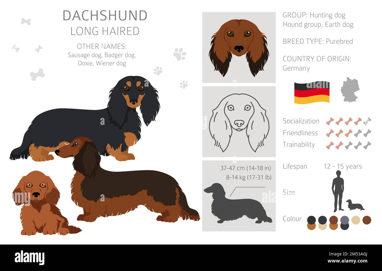 Dachshund long haired clipart. Different poses, coat colors set.  Vector illustration Stock Vector