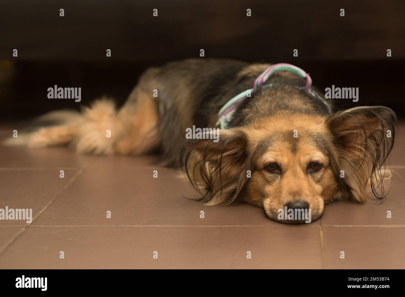 Sick, sad dog lies on stomach with head down flat on floor indoor. Ill