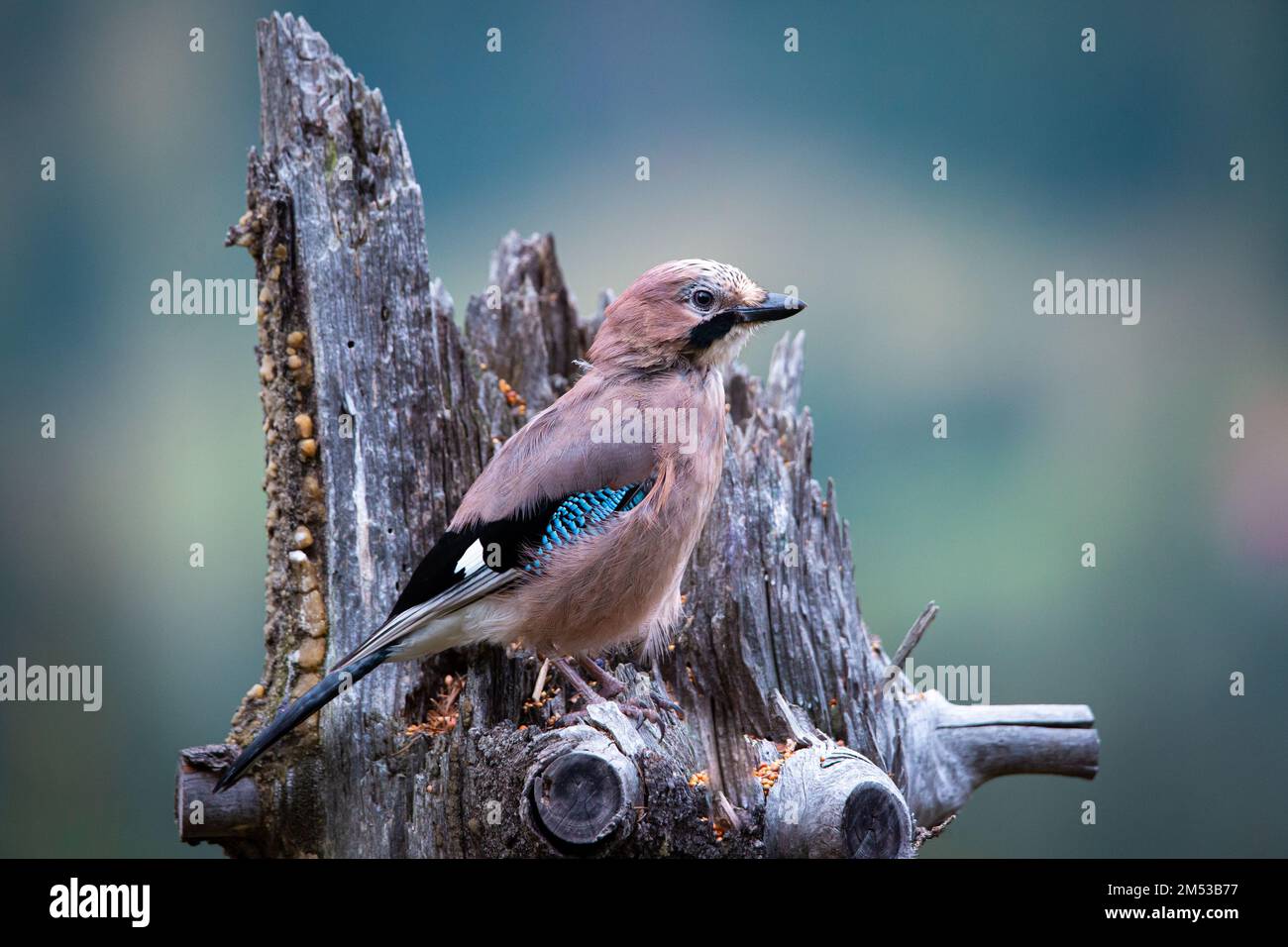 An adorable blue jay (Cyanocitta cristata) on the tree trunk in closeup Stock Photo