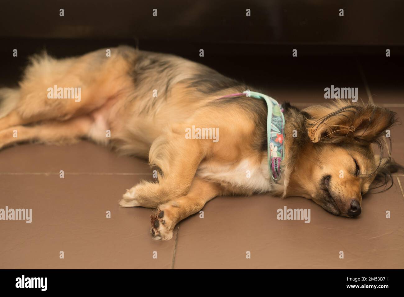 Sick, sad dog sleeps on its side, on the floor, indoor. Ill medium