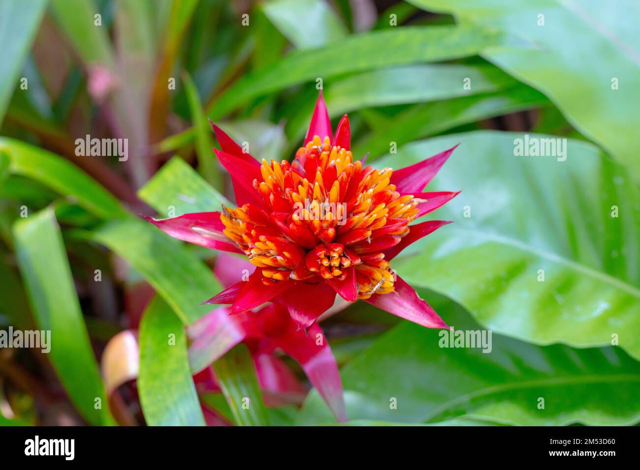 A red blooming bromeliad flower. Beautiful tropical plants. Stock Photo
