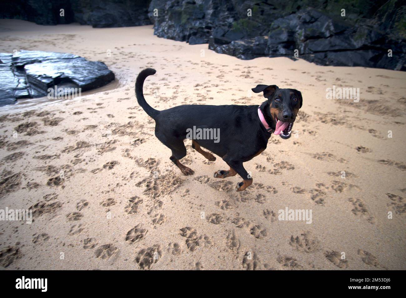 Doberman Pinscher Mother Ivy's Bay Cornwall UK Stock Photo Alamy