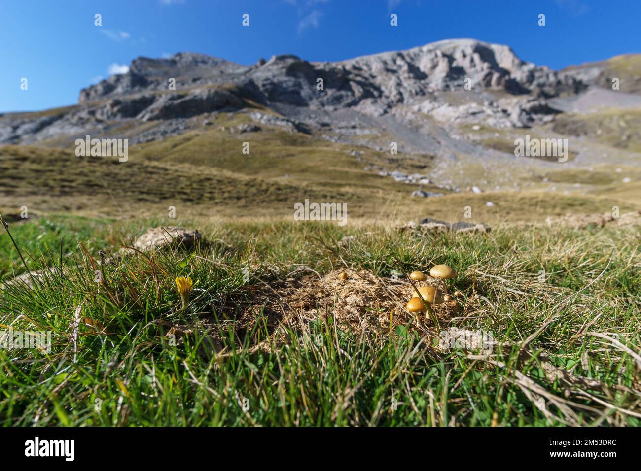 Yellow mushrooms growing out of a cow dung on a meadow in the pyrenees mountains Stock Photo