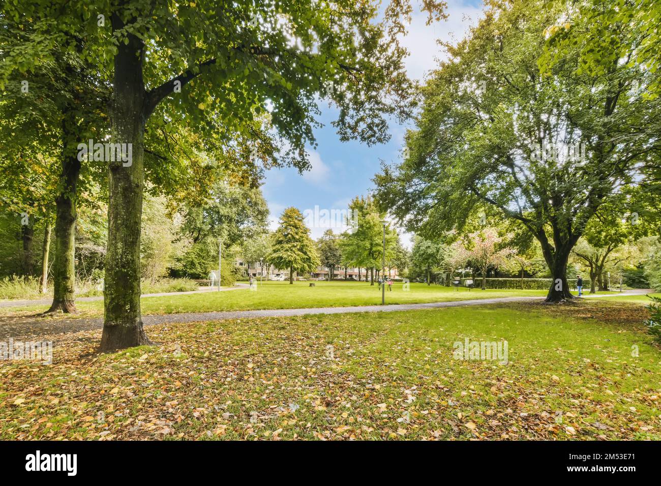 an empty park with trees and leaves on the ground in autumn time stock photo - 1230976 Stock Photo