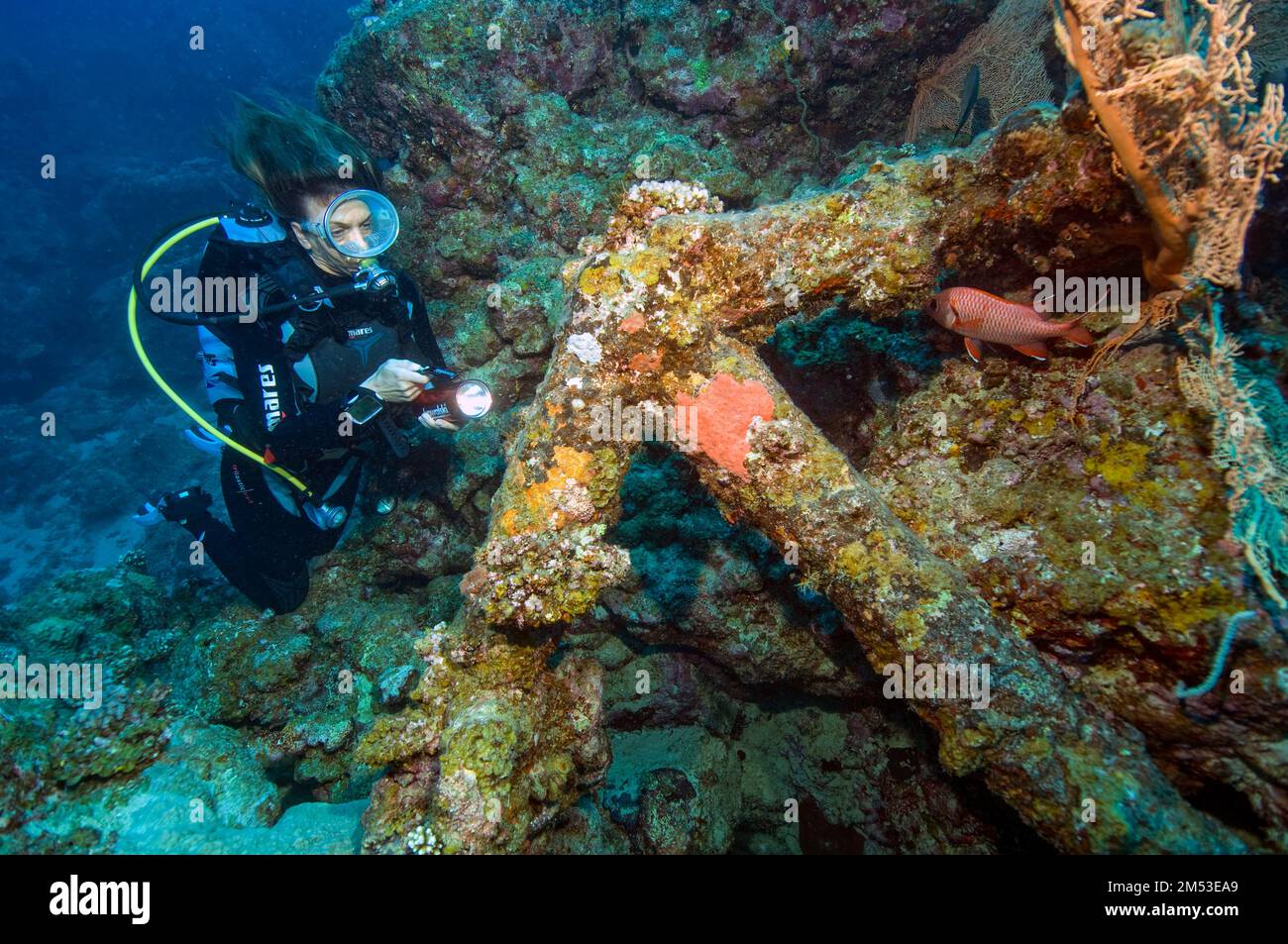 Taucherin taucht an historischer alter Anker Stockanker, Indischer Ozean, Mauritius, Afrika Stock Photo