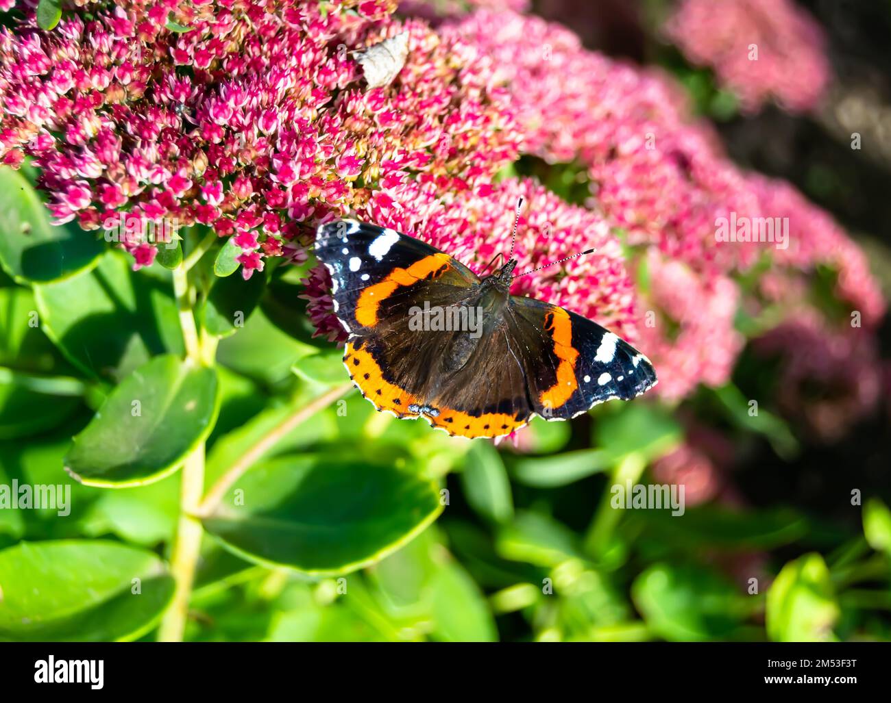 Photography to theme beautiful black butterfly Monarch on meadow flower, photo consisting of butterfly Monarch in meadow flower waving his bright wing Stock Photo