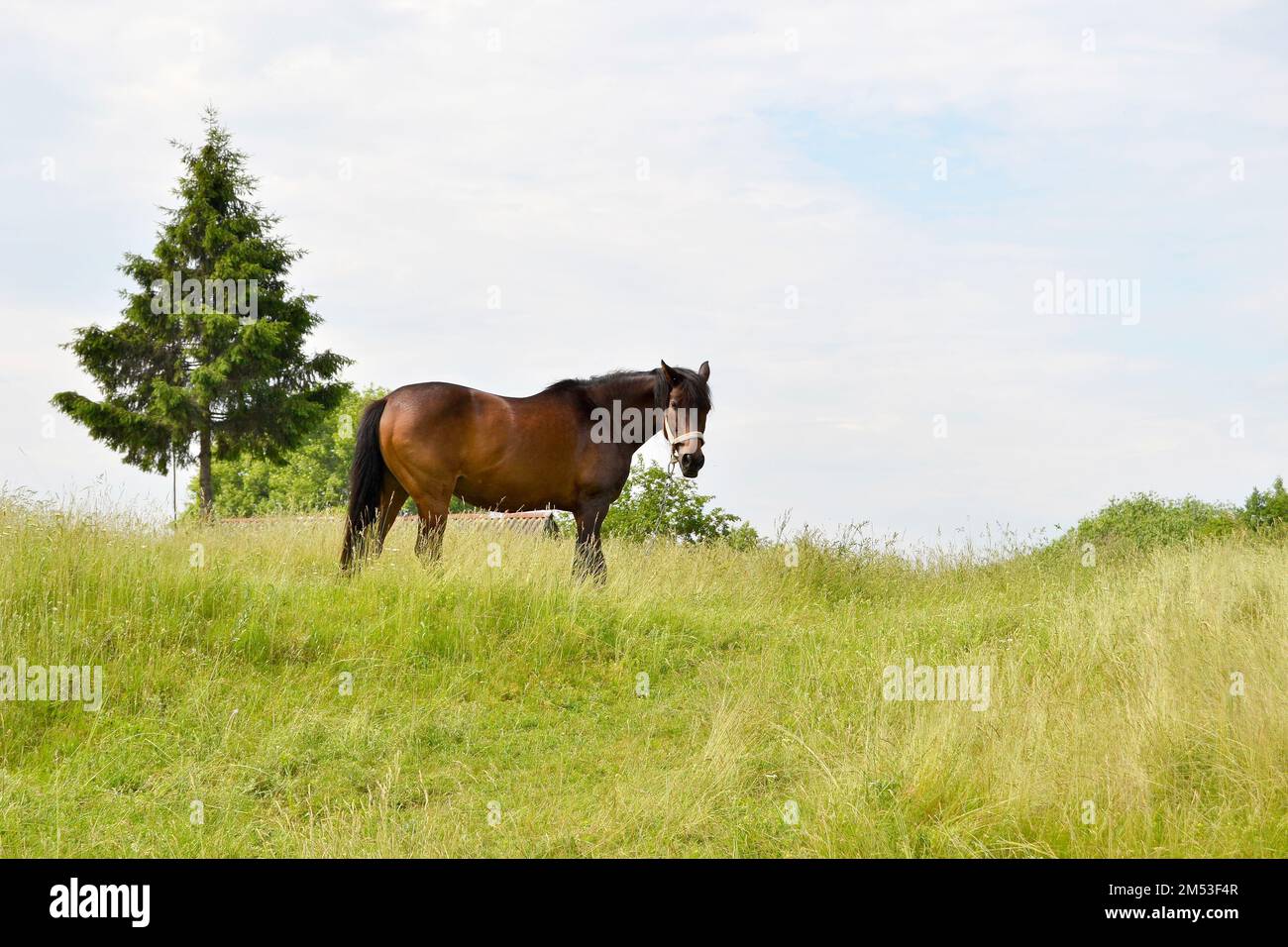Beautiful wild brown horse stallion on summer flower meadow, equine