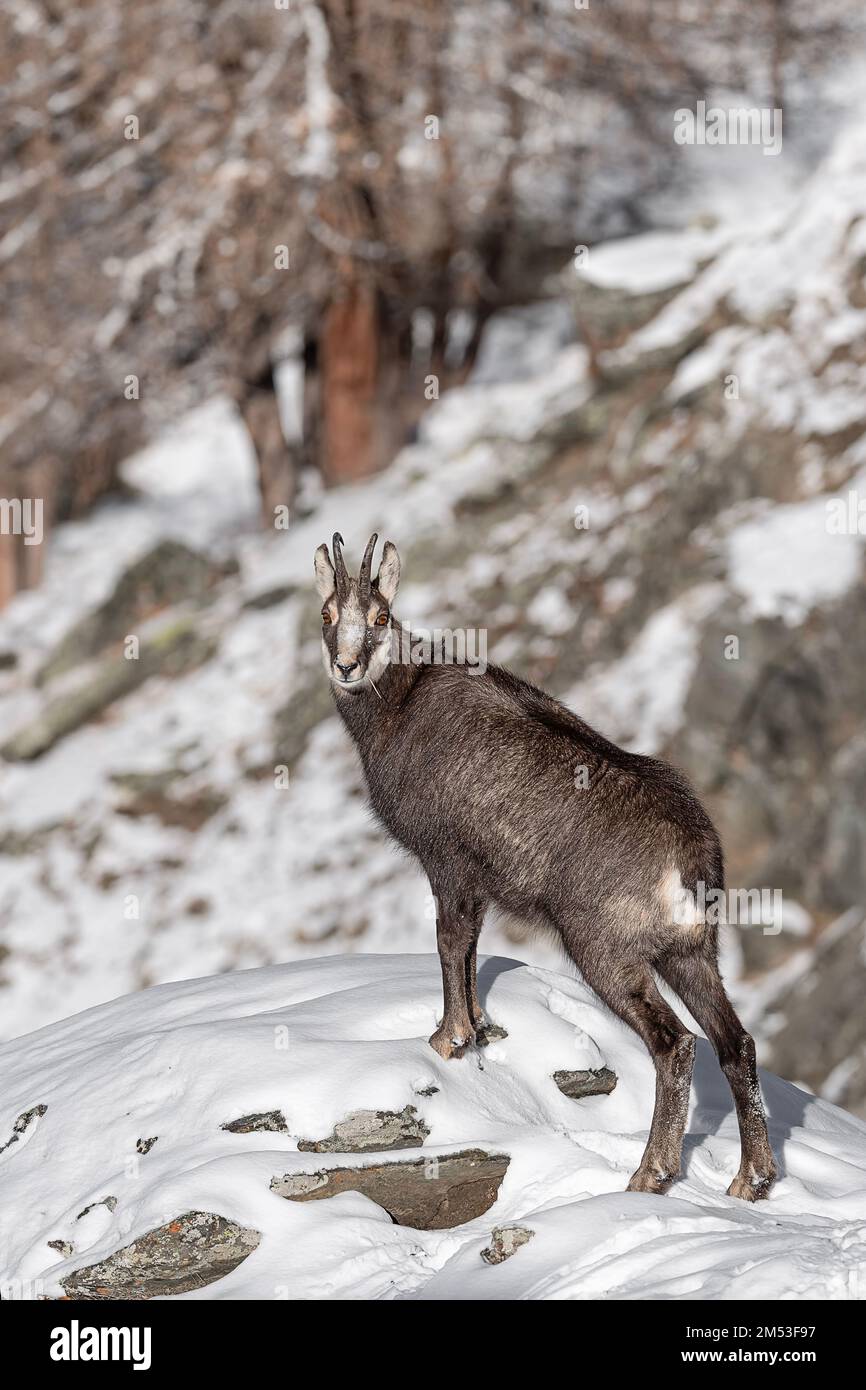 Vertical portrait of chamois male (Rupicapra rupicapra) Stock Photo