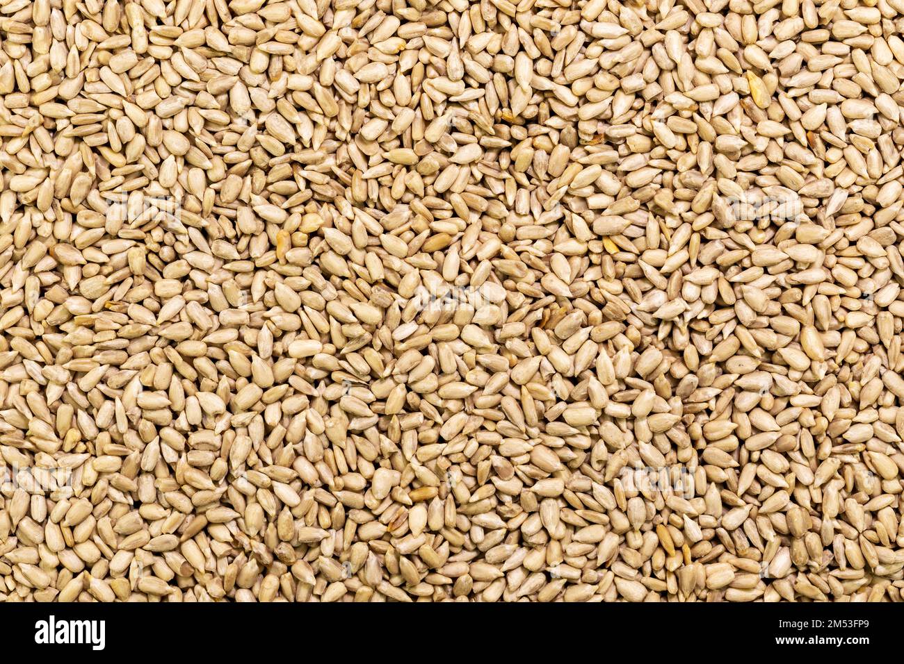 Sunflower Seeds Texture As Background. Pile of sunflower seeds without