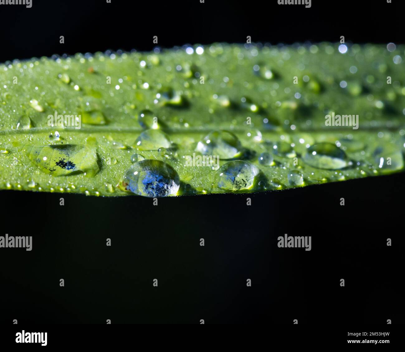 A macro shot of rain droplets on a green leaf Stock Photo