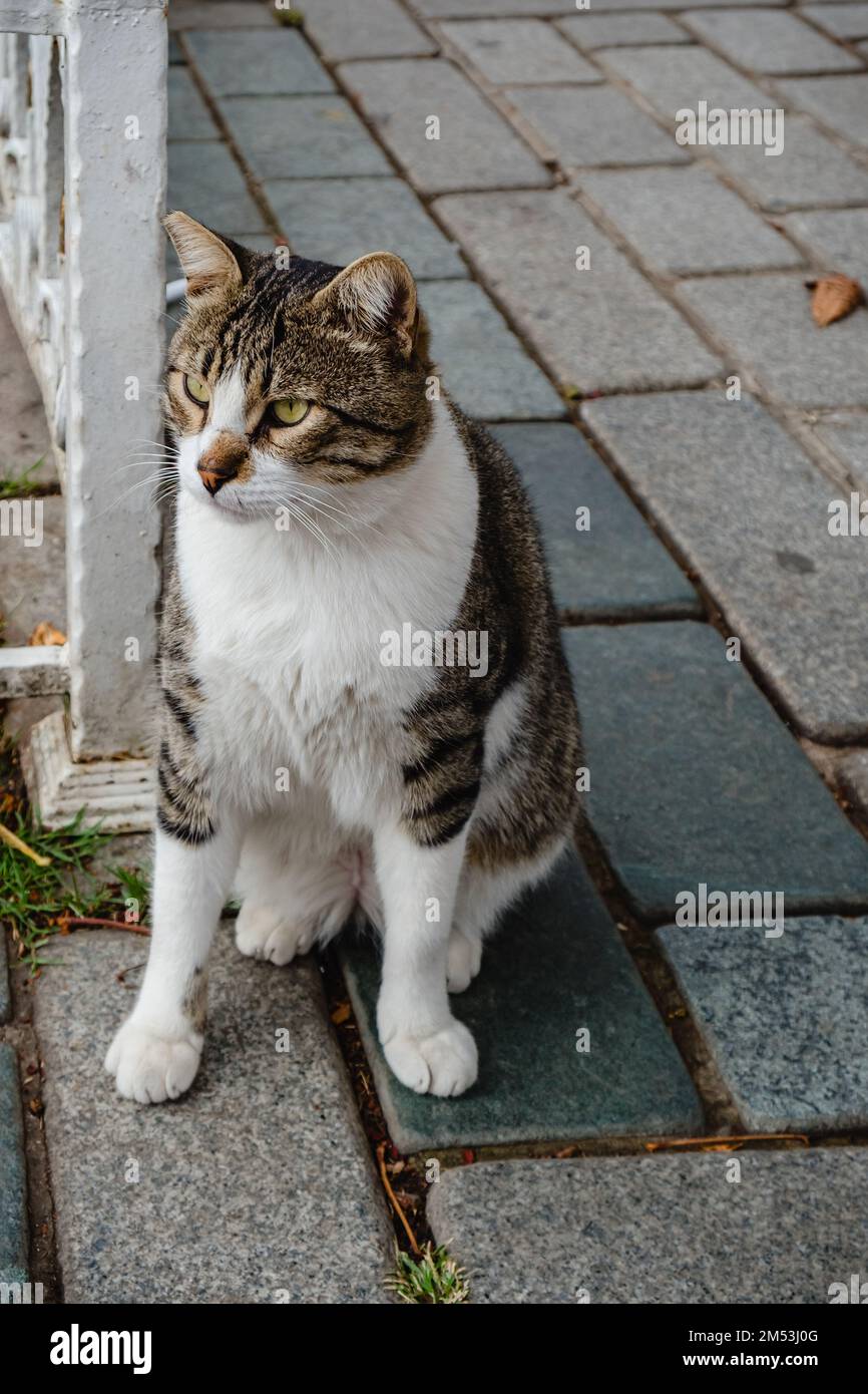 The cat is sitting on a concrete tile next to the fence Stock Photo - Alamy