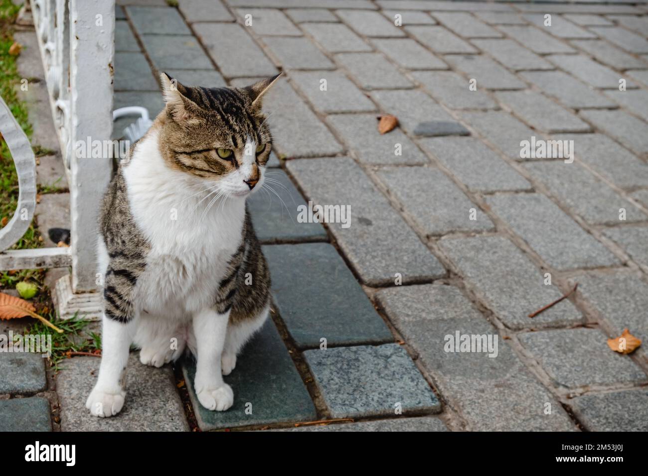 The cat is sitting on a concrete tile next to the fence Stock Photo - Alamy