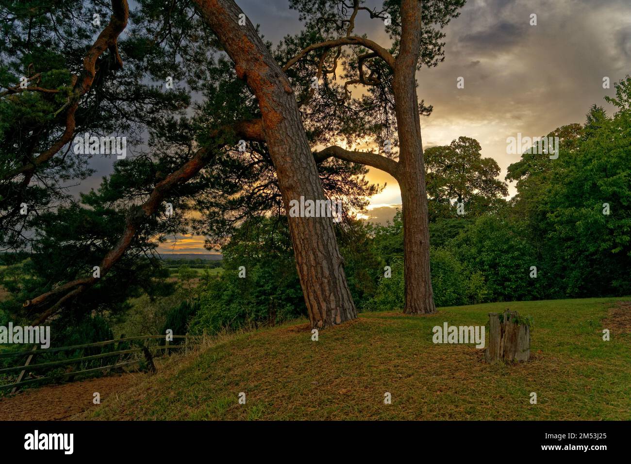The green trees in the forest against the scenic sunset Stock Photo - Alamy