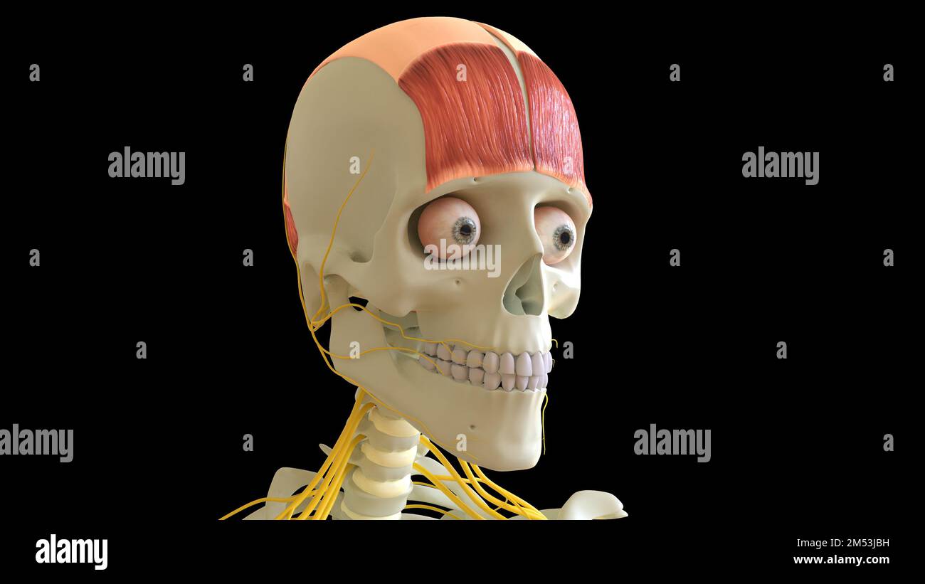 Frontalis Muscle anatomy for medical concept 3D illustration Stock ...