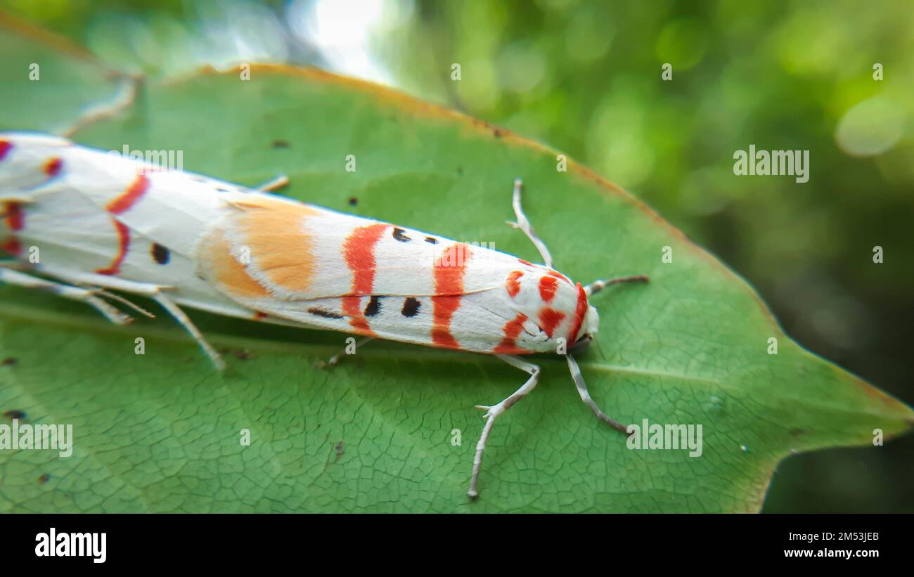 Cyan Insects Settled leaf hi-res stock photography and images - Alamy