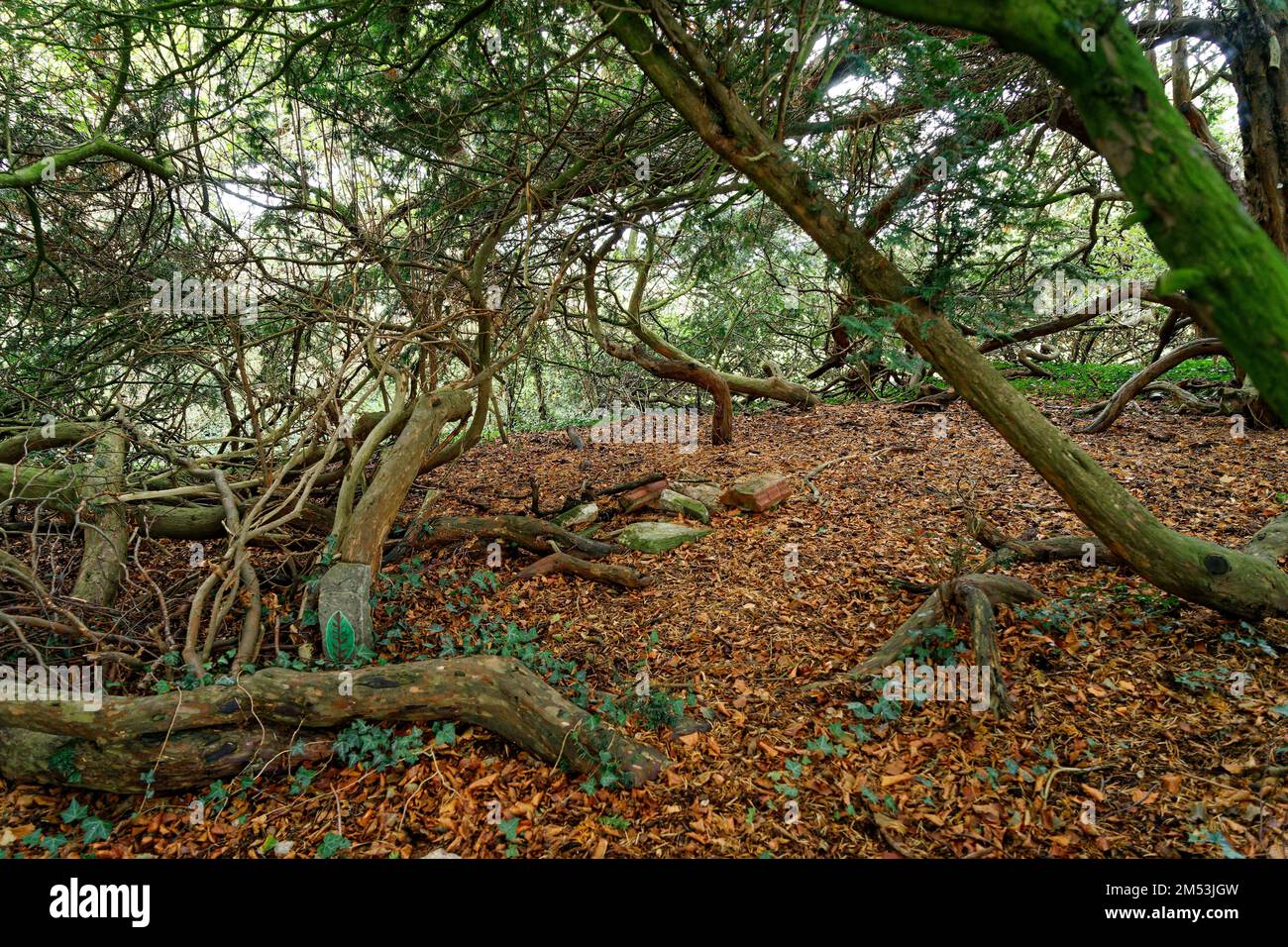 a-view-of-yew-trees-with-curved-branches-in-autumn-stock-photo-alamy