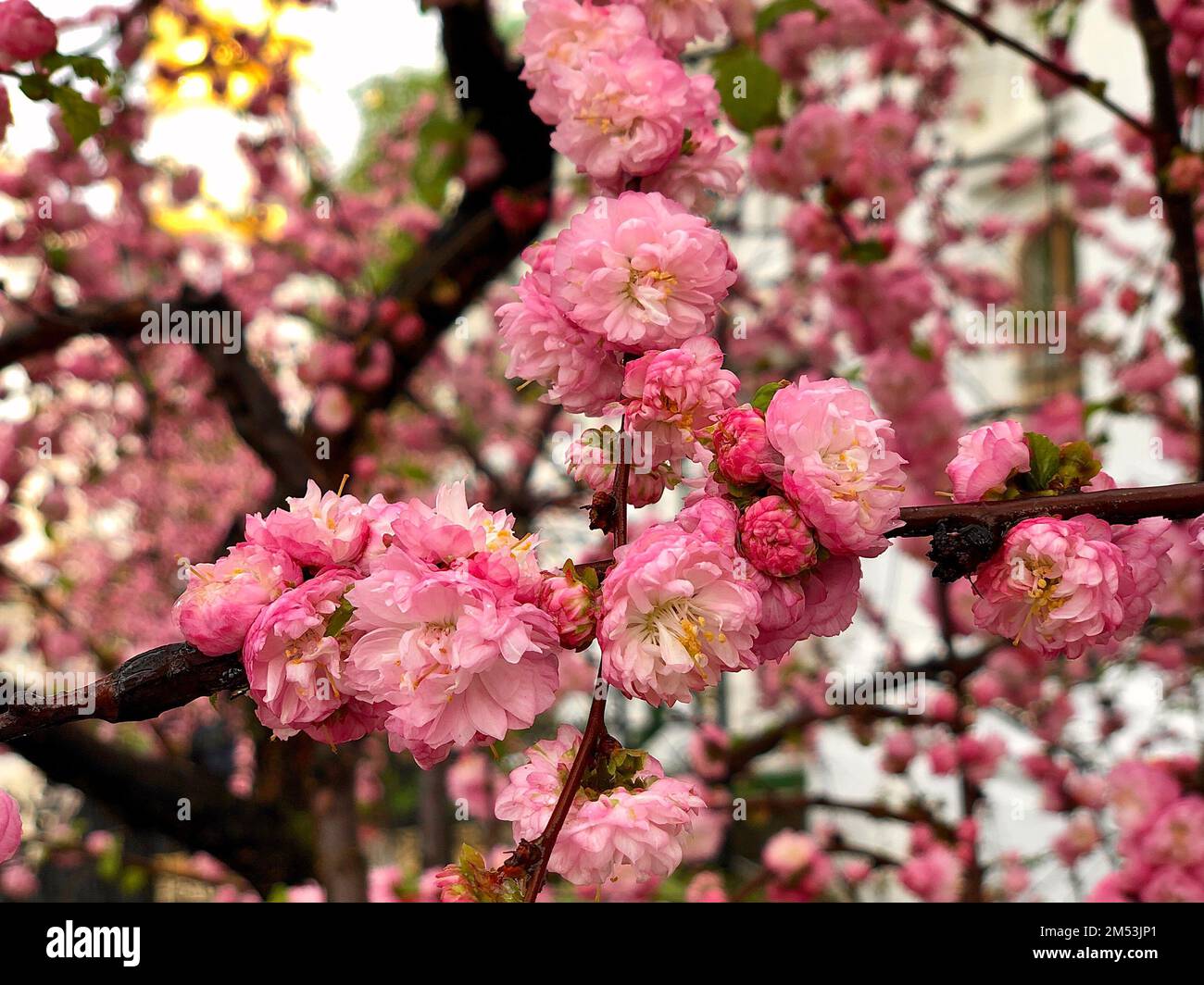 Beautiful flowering almond tree hi-res stock photography and images - Alamy