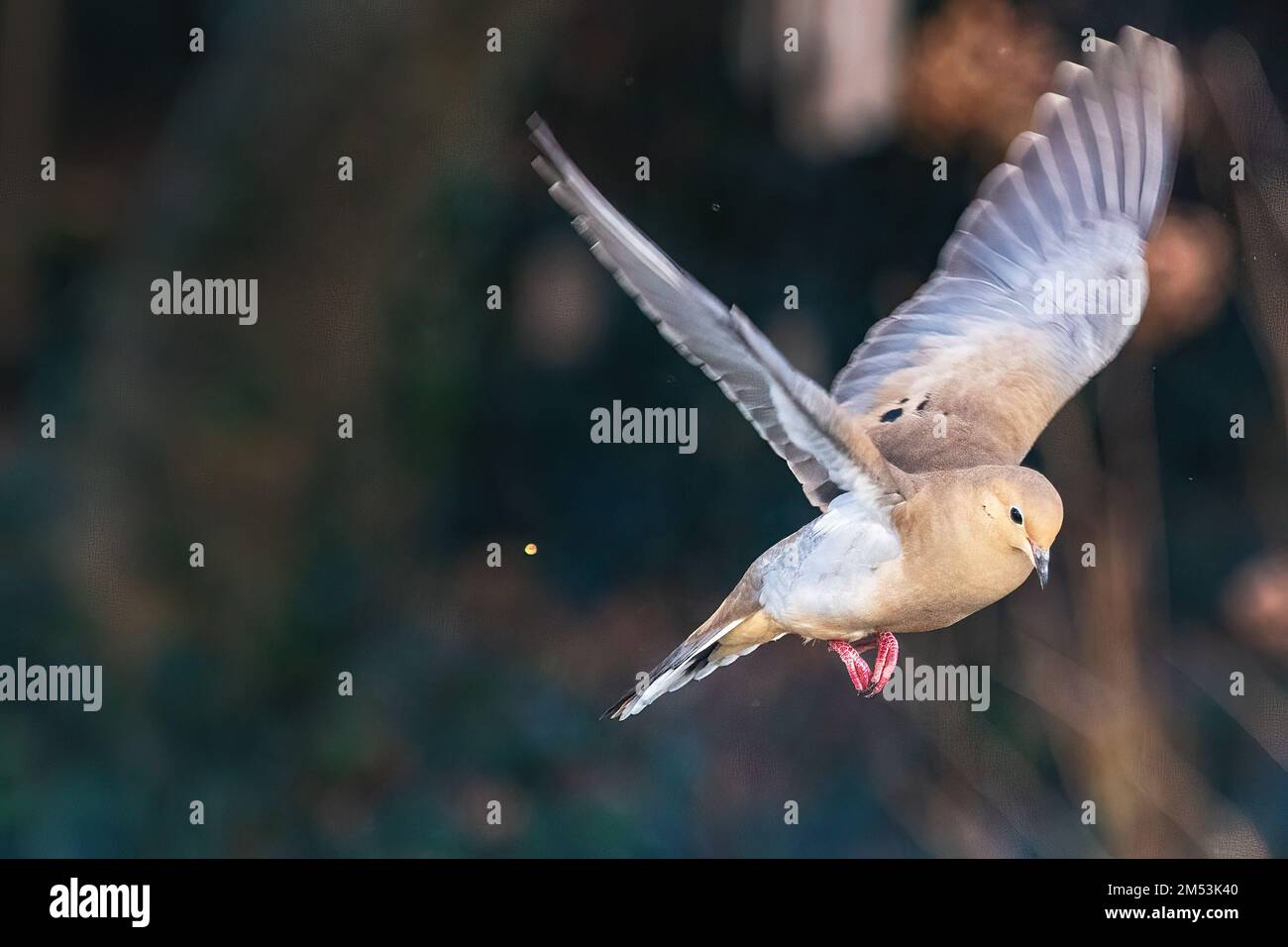 Mourning Dove flight Stock Photo
