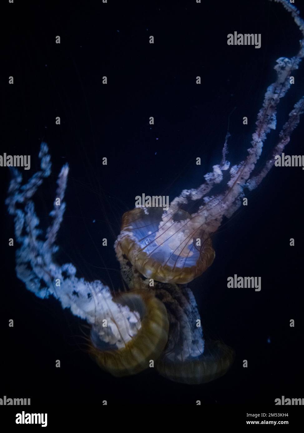 The three jellyfish swimming in the aquarium Stock Photo - Alamy