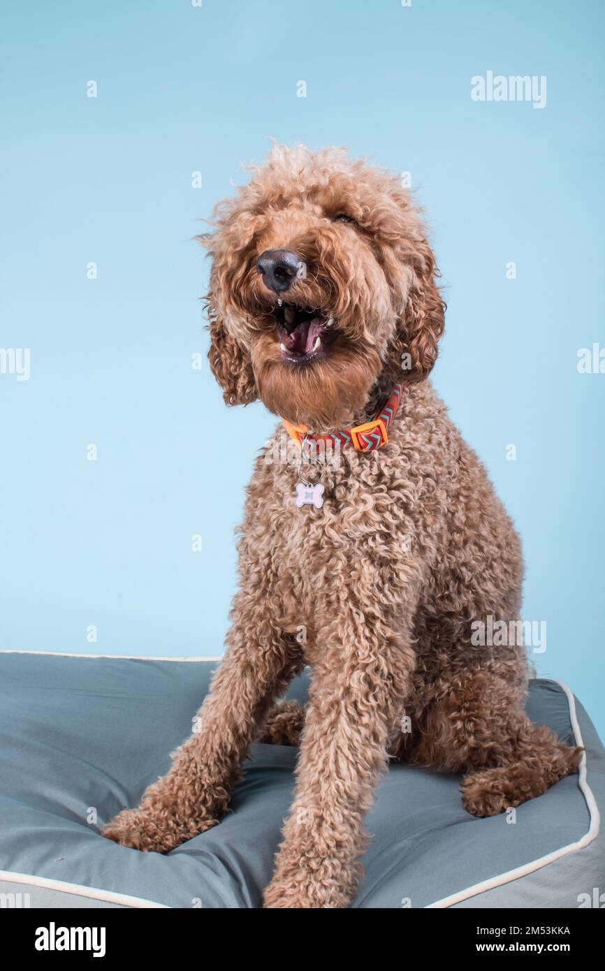 A vertical closeup portrait of fluffy Labradoodle dog sitting on pillow and yawning on light
