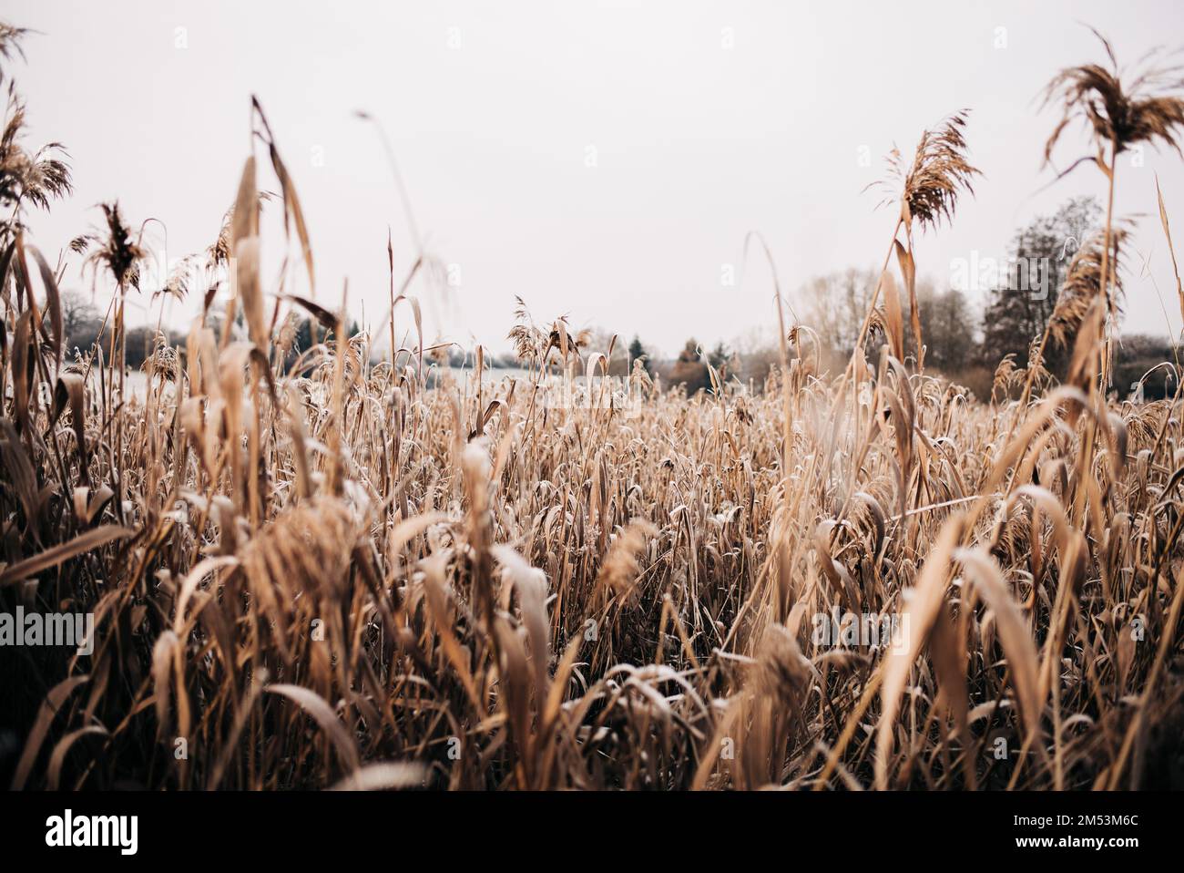 Tall golden frost covered grass hi-res stock photography and images - Alamy