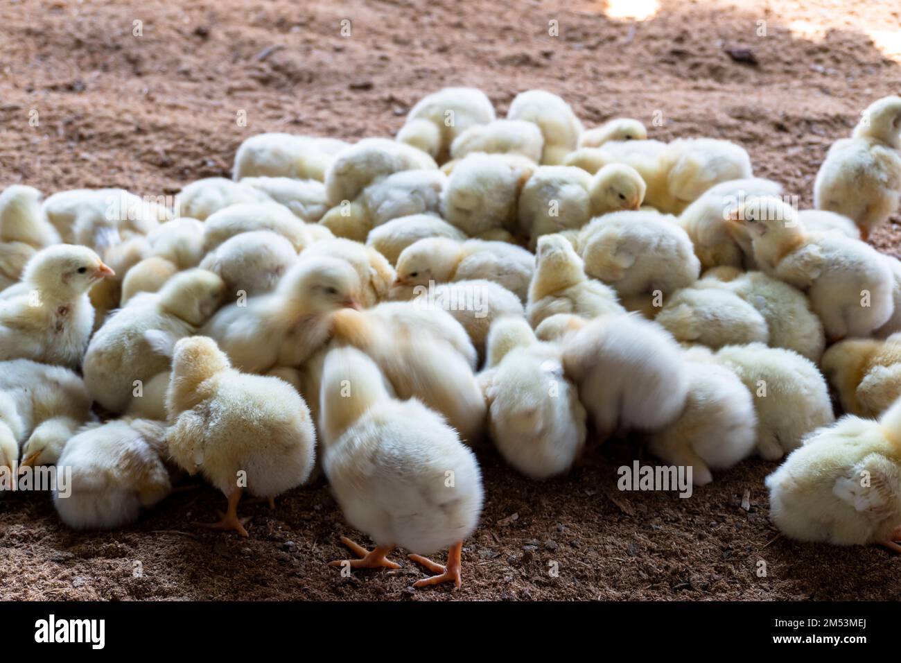 Group of few days old baby chicken eating feed from floor in the farm