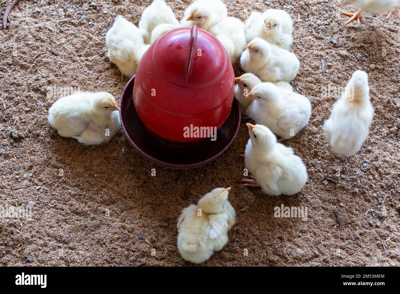 A flock of baby chicken drinking water in the open farm. Stock Photo