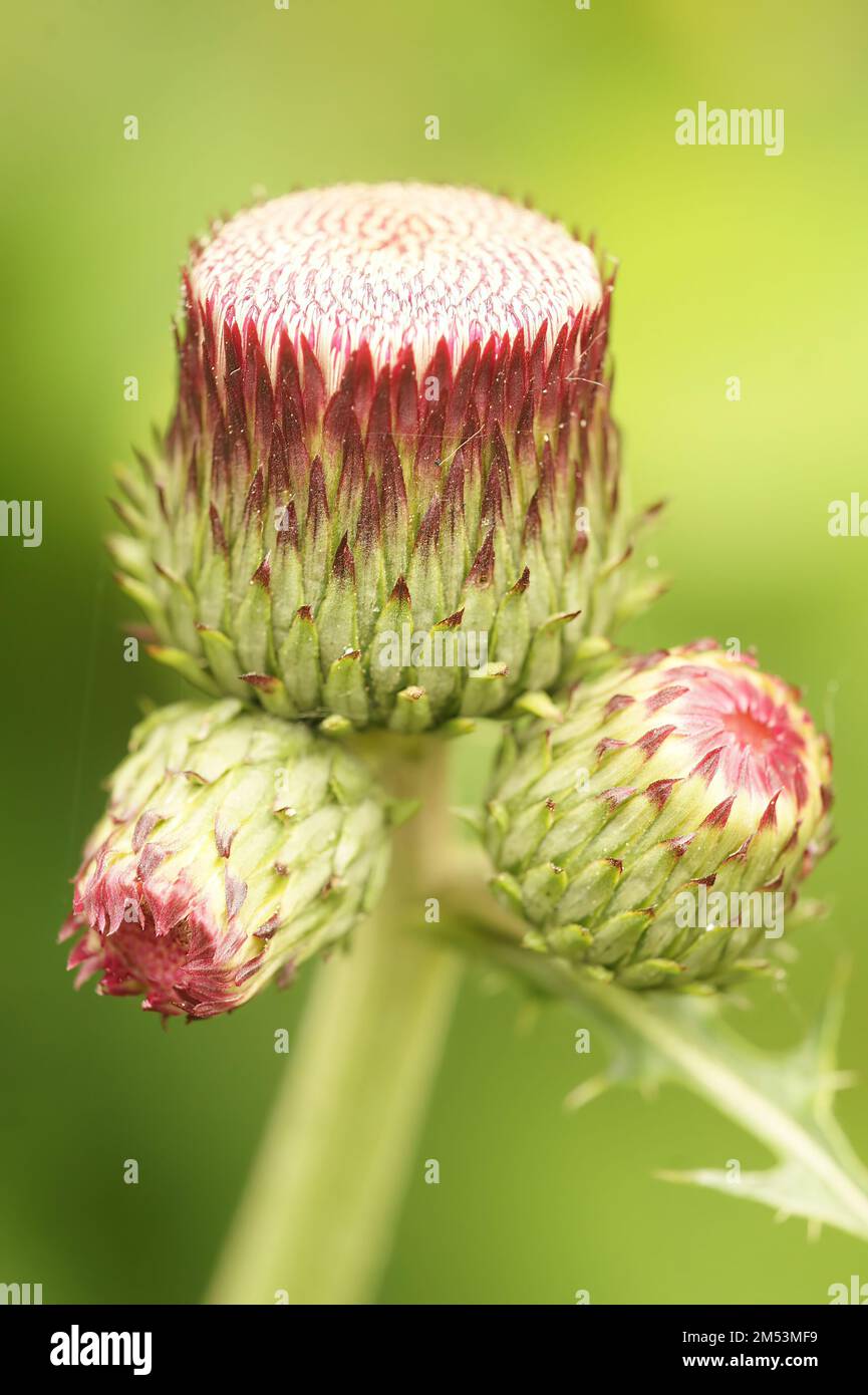 A macro shot of thistle flower buds called Cirsium japonicum on an isolated background Stock Photo