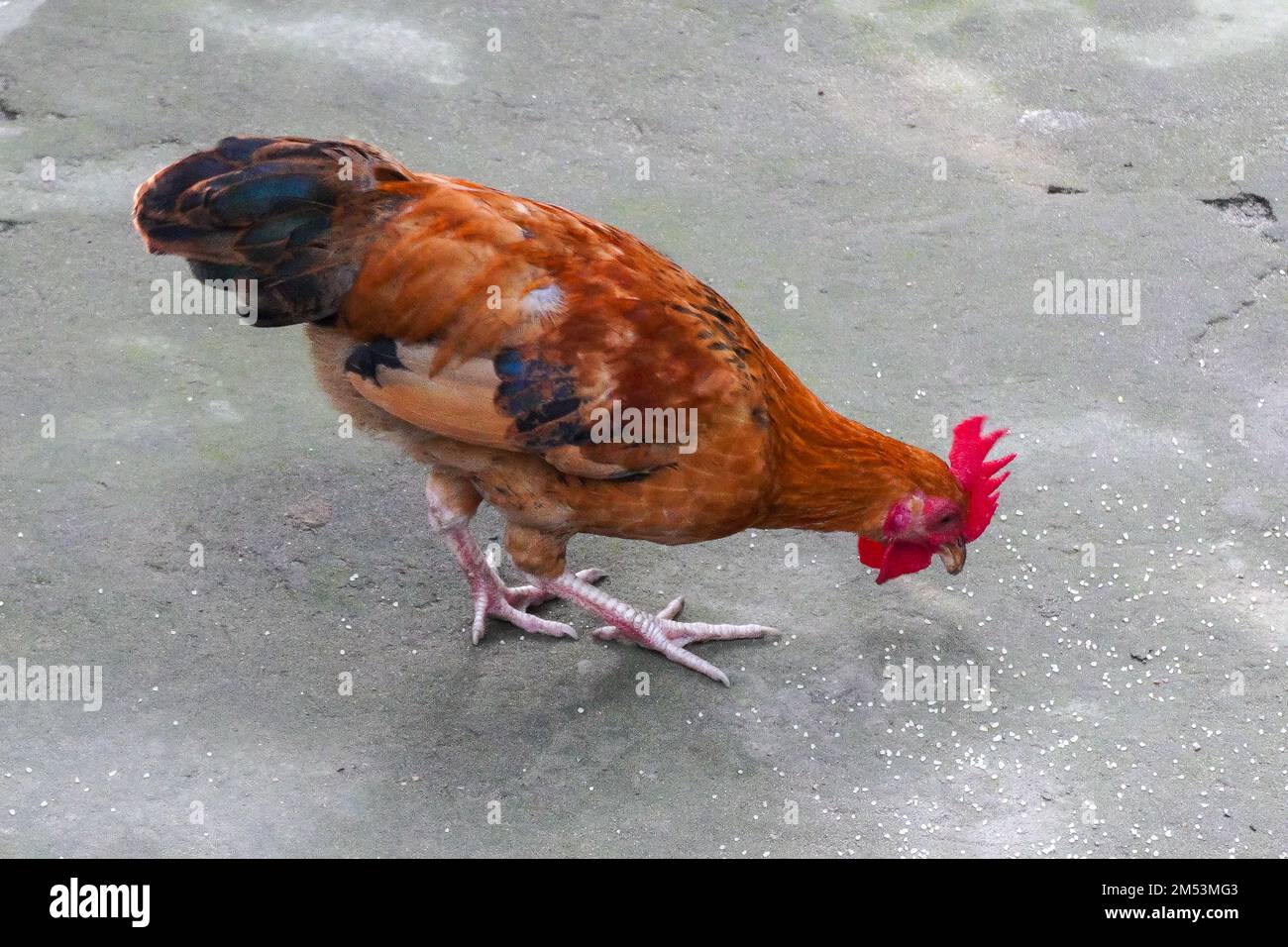 A red color young chicken eating feed in a free range yard Stock Photo