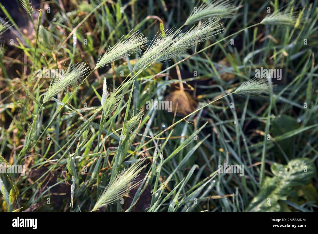 Foxtails  with dew on them seen up close Stock Photo