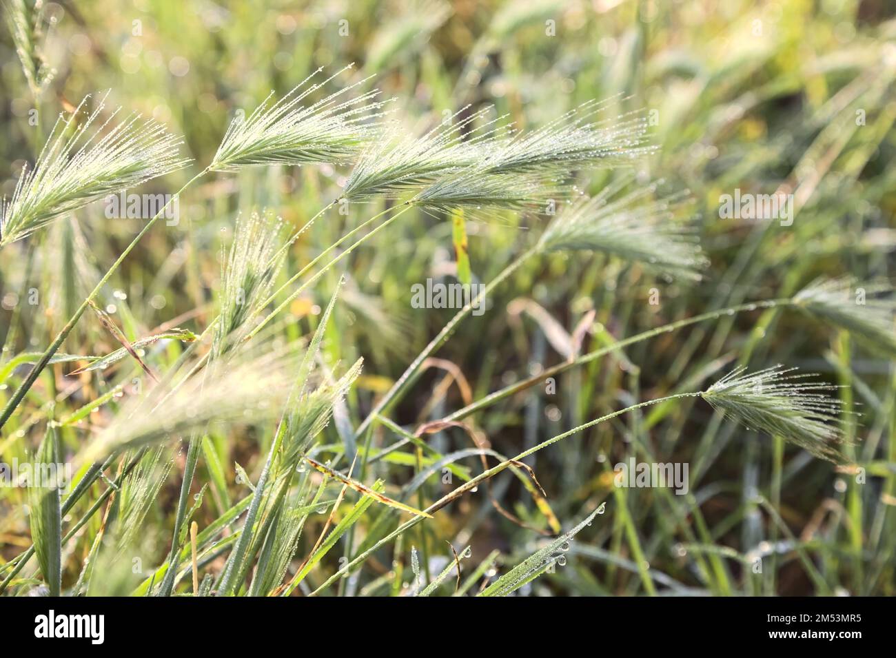 Foxtails with dew on them seen up close Stock Photo