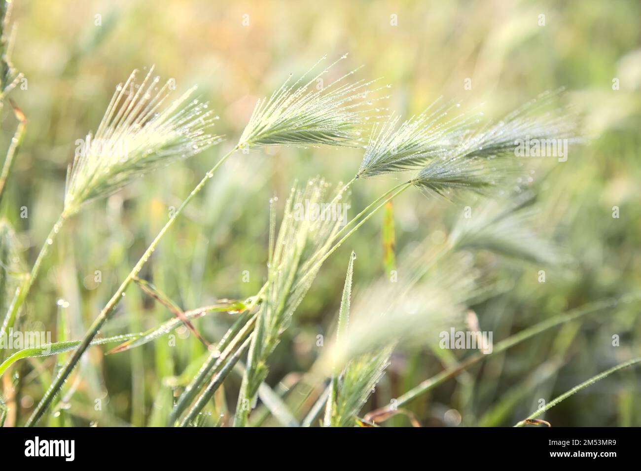 Foxtails  with dew on them seen up close Stock Photo