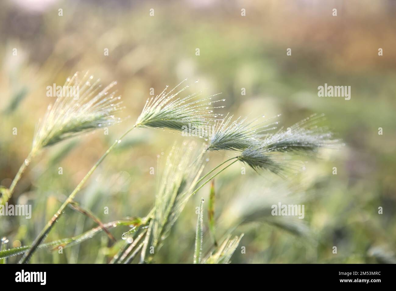 Foxtails  with dew on them seen up close Stock Photo