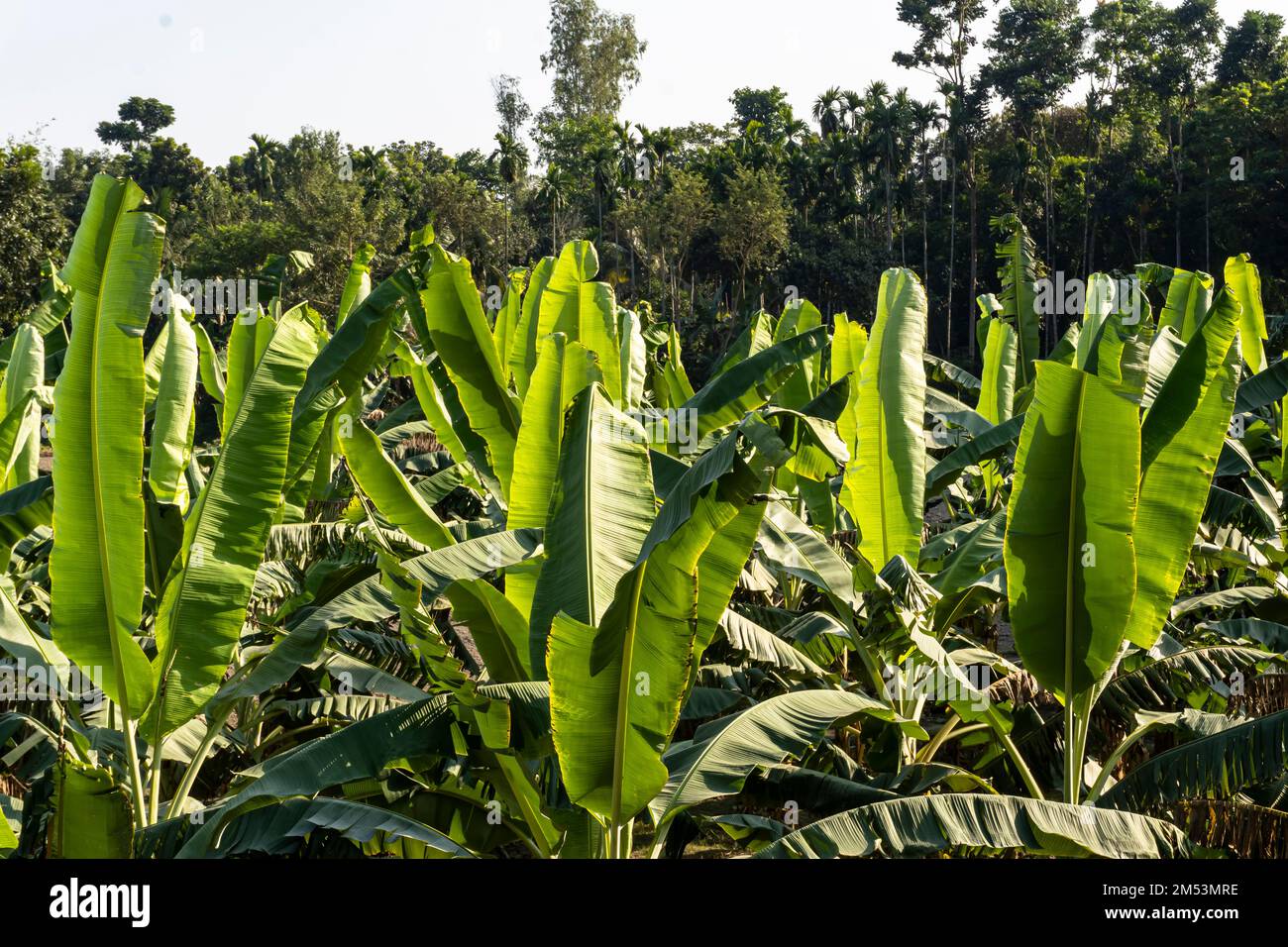 Green bananas garden in Bangladesh. Stock Photo