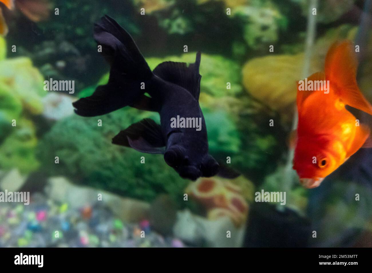 A Goldfish and a black fish, aquarium, a fish on the background of aquatic plants Stock Photo