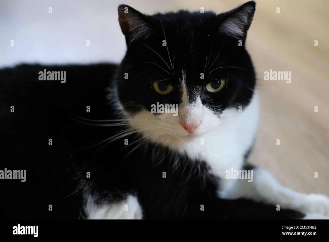 Black white tuxedo cat lying hi-res stock photography and images - Alamy
