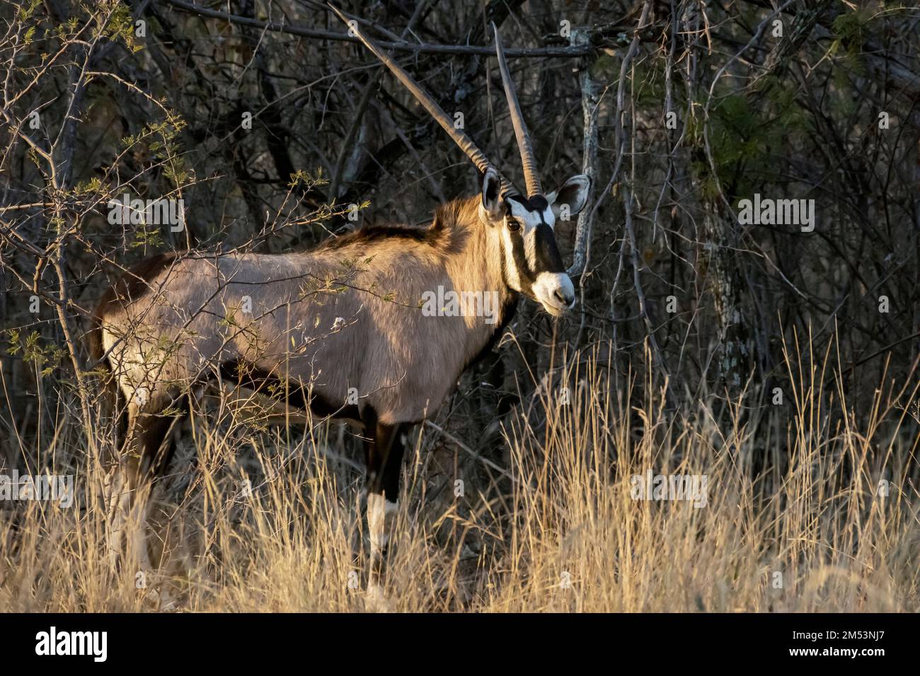African savannah grasses hi-res stock photography and images - Alamy
