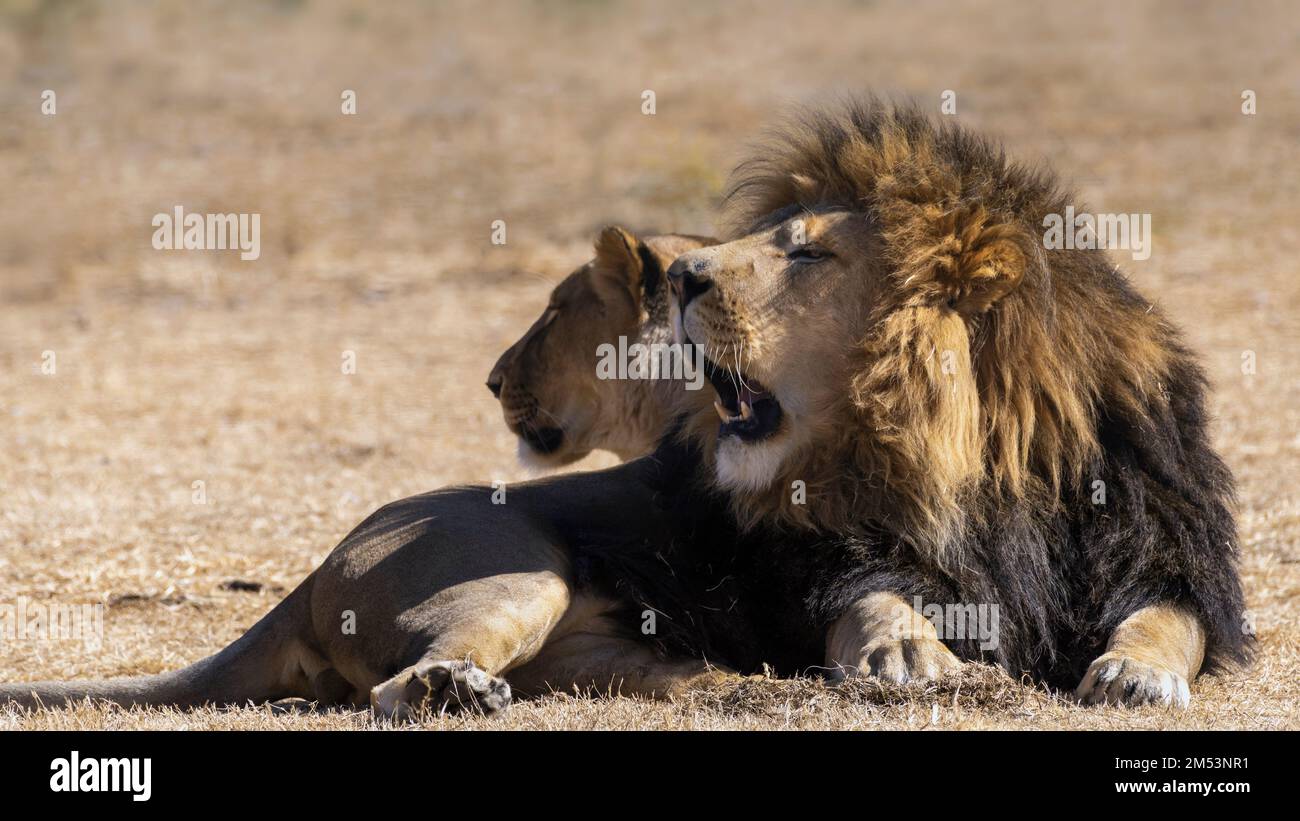 Blackmaned lion and mate, Puruma Pride Lion Park, South Africa Stock Photo Alamy